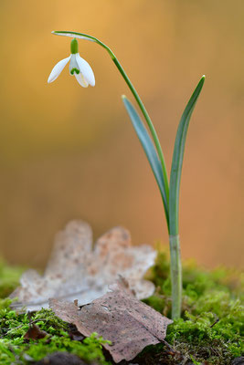 Schneeglöckchen