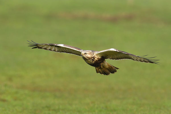 Rauhfußbussard