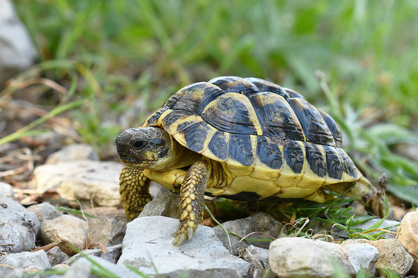 Maurische Landschildkröte