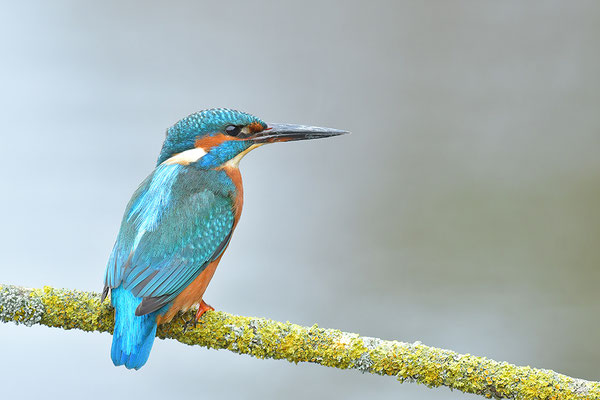 Eisvogel