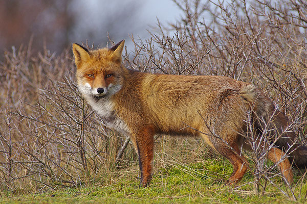 Fuchs