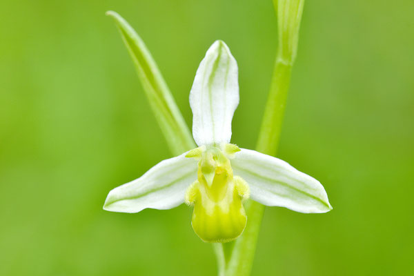 Gelbe Bienenragwurz flavescens