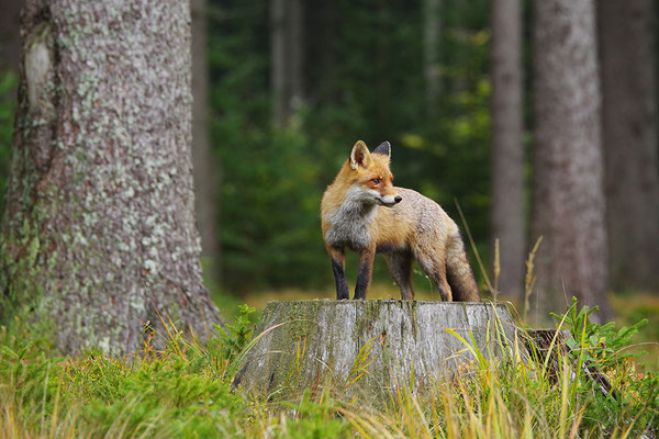 Fuchs
