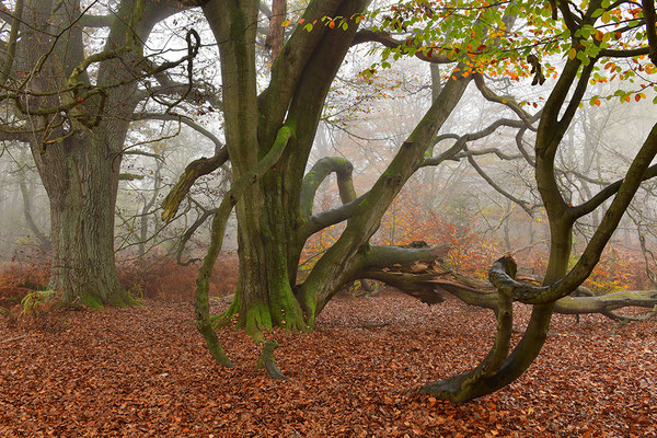 Urwald Sababurg
