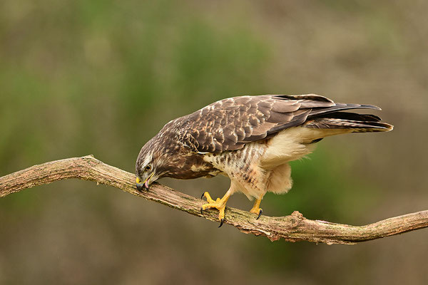 Mäusebussard