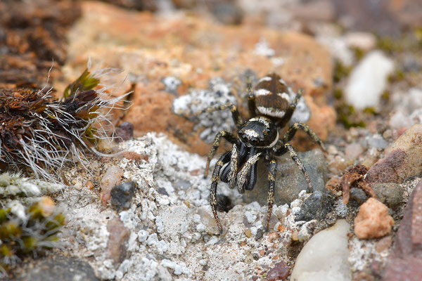 Zebraspringspinne Männchen