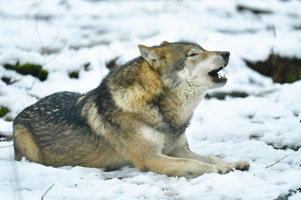 Wolf
