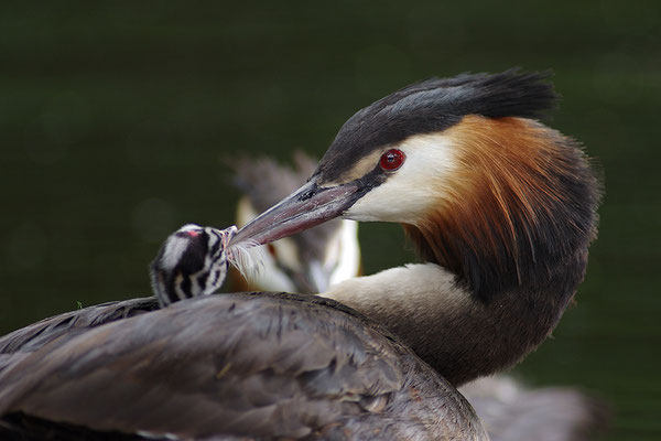 Haubentaucher mit Jungvogel