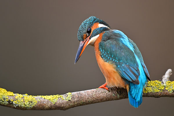 Eisvogel Weibchen