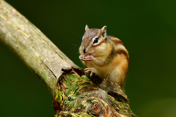 Sibirisches Streifenhörnchen