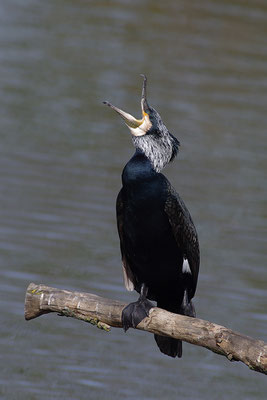 Kormoran