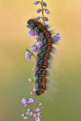 Brombeerspinner Raupe