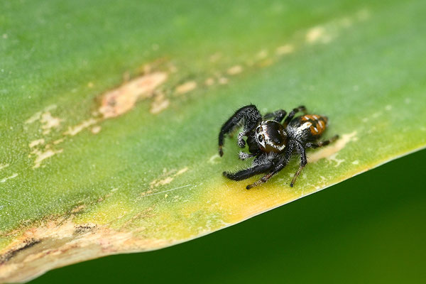 Springspinne