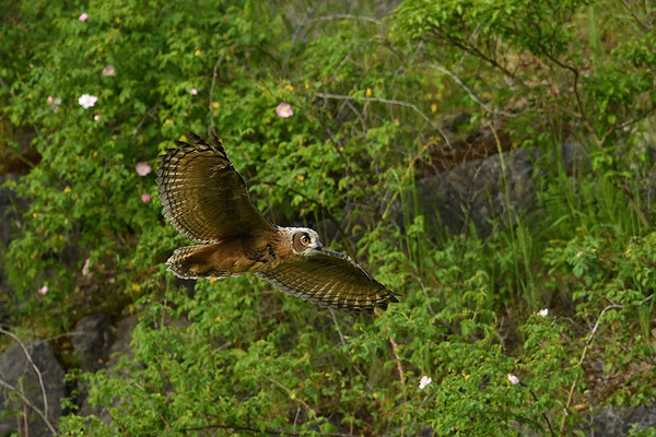 Uhu Jungvogel