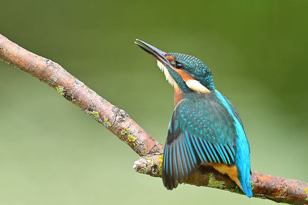 Eisvogel
