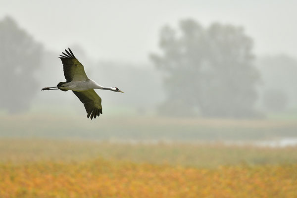 Kranich im Flug