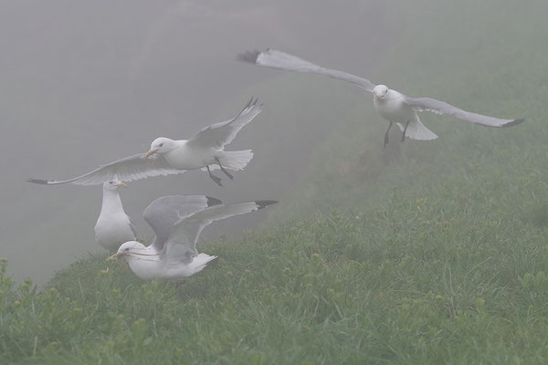 Dreizehenmöwen im Nebel