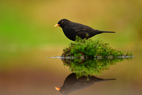 Amsel Männchen