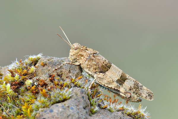 Blauflügelödlandschrecke