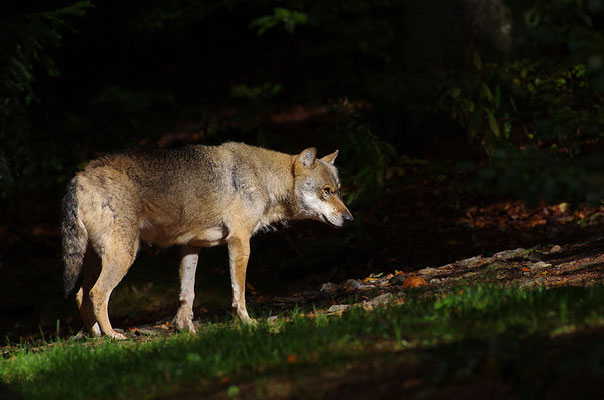 Wolf, Nationalpark Bayrischer Wald Tierfreigelände Neuschönau