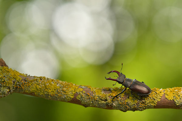 Hirschkäfer Männchen