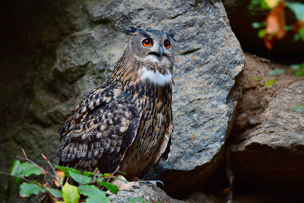 Uhu Balz, Nationalpark Bayrischer Wald Tierfreigelände Neuschönau
