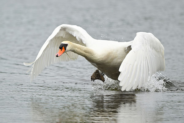 Höckerschwan