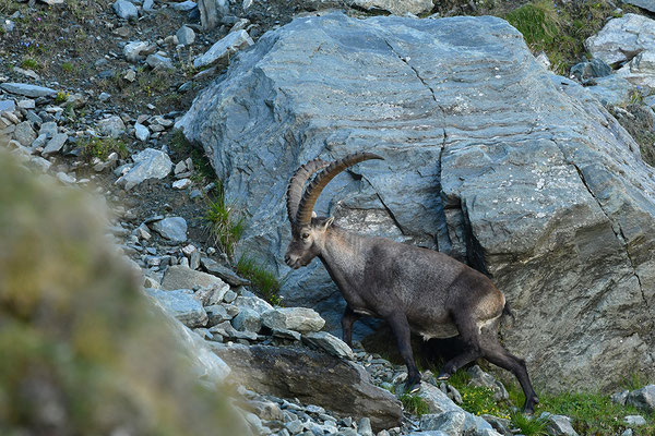 Steinbock