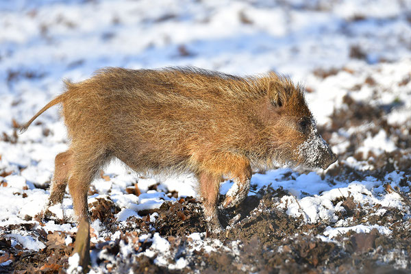 Wildschwein, Frischling
