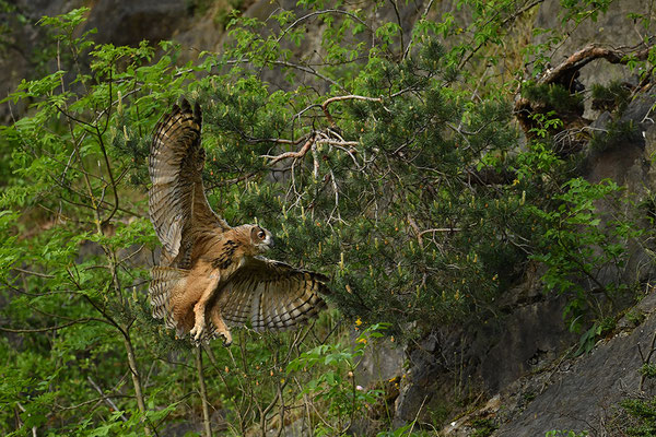 Uhu Jungvogel