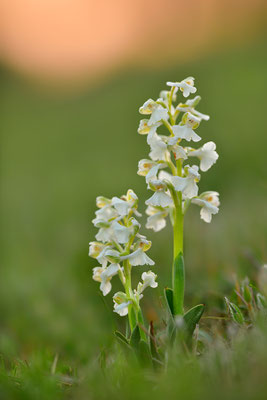 Kleines Knabenkraut