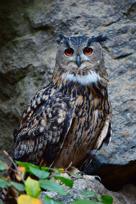 Uhu Balz, Nationalpark Bayrischer Wald Tierfreigelände Neuschönau