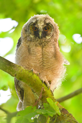 Waldohreule Ästling, Jungvogel