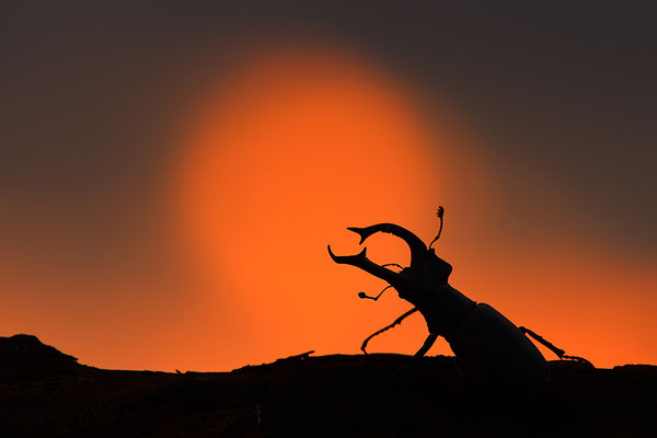 Hirschkäfer Männchen im Abendlicht