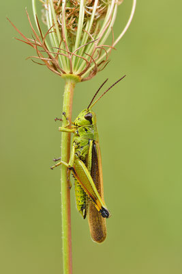 Sumpfschrecke Männchen