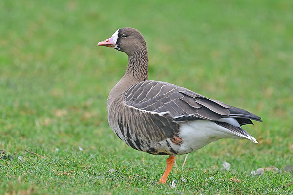 Blässgans