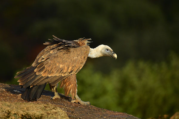 Gänsegeier