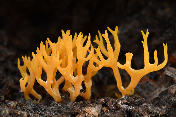 Korallenpilz