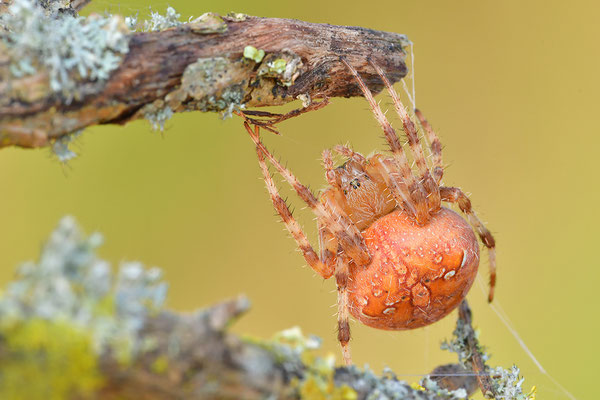 Vierfleckkreuzspinne