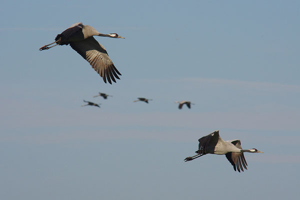 Kraniche im Flug