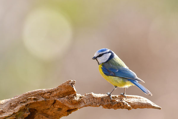 Blaumeise