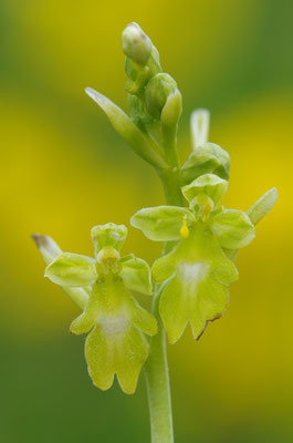 Gelbe Fliegenragwurz flavescens