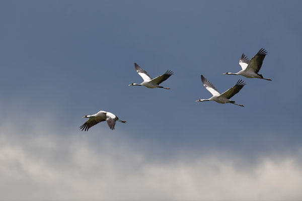 Kraniche im Flug