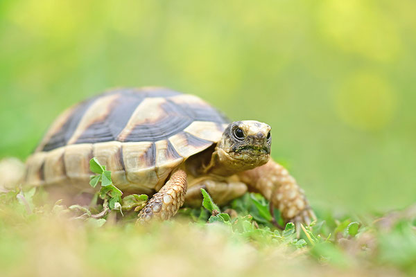 Breitrandschildkröte Jungtier