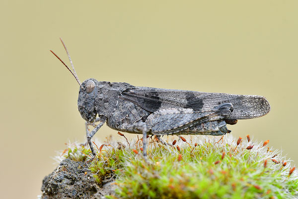 Blauflügelödlandschrecke
