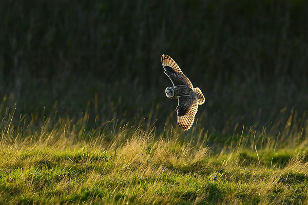 Sumpfohreule im Flug
