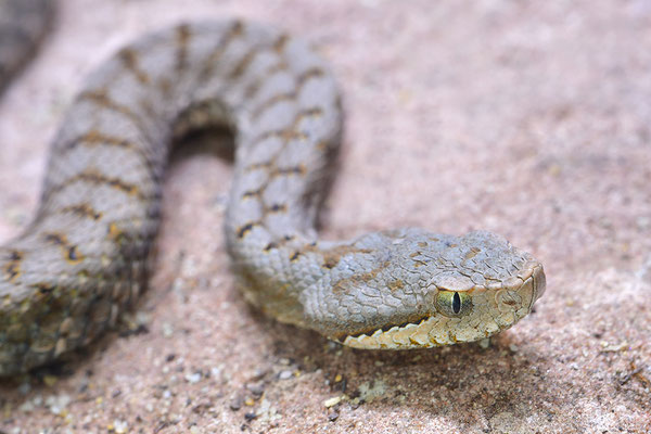 Aspisviper