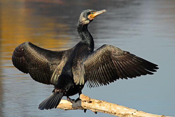 Kormoran