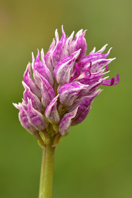 Affenknabenkraut