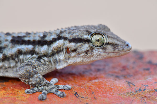 Mauergecko